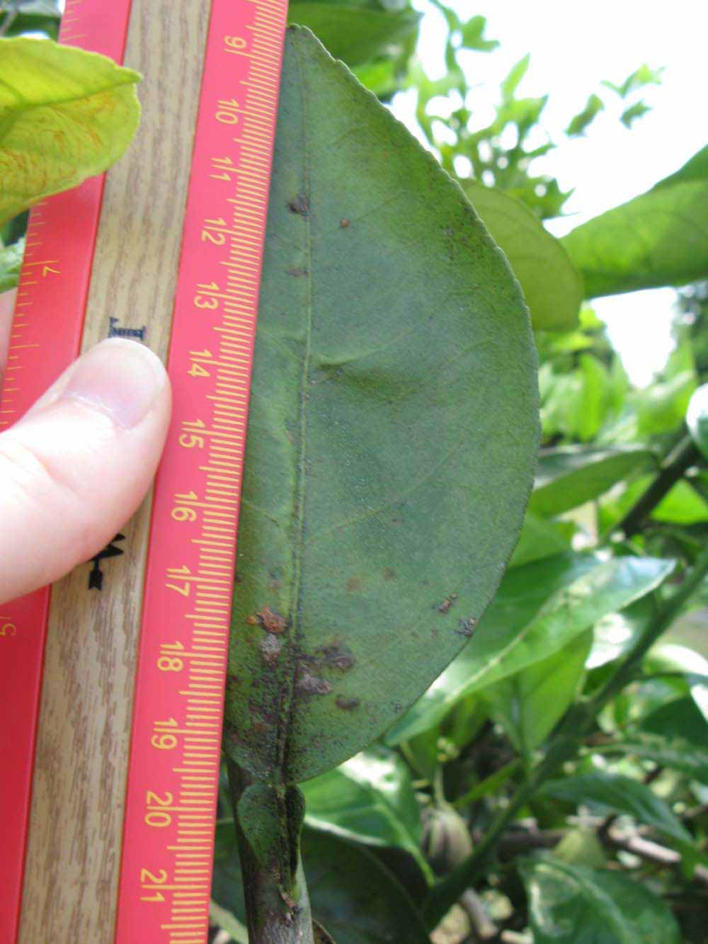              Unifoliolate leaf (Winter Haven, FL)       